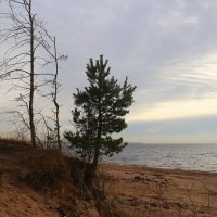 Осень 2025. Ноябрь :: Наталья Герасимова Осень 2025. Ноябрь :: Наталья Герасимова