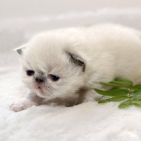 Топ-топ... :: Светлана Ищенко