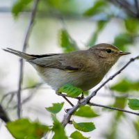 Пеночка-теньковка :: Владимир Лазарев