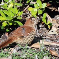 Коричневый пересмешник :: Yury 