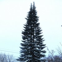 Зимняя пихта :: Людмила Смородинская