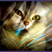 Мечта :: Ирина Олехнович