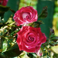 Руби  Стар красные :: Валентин Семчишин