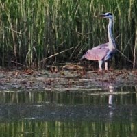 цапля :: Елена Шаламова цапля :: Елена Шаламова