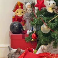 Мышиная королева :: Сергей Б.