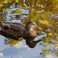 Кряква :: Рита Симонова