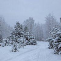 Свежий снег. :: Андрей Дурапов