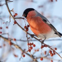 Снегирь :: Виктор Иванович Чернюк