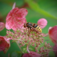 шершень... :: Andrey Bragin шершень... :: Andrey Bragin