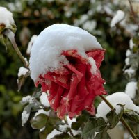 Два дня до января... :: Валерий Басыров