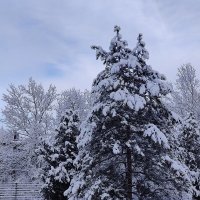 Декабрьское утро... :: tatyana 