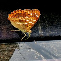 опять про бабочек...247 :: Александр Прокудин