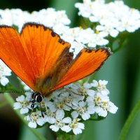 опять про бабочек...250 :: Александр Прокудин