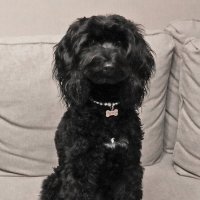 Фотомодель лабрадудель Тучка :: Светлана 