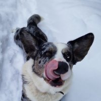 Чак на даче. :: Ольга Довженко