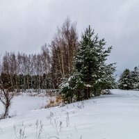 Зимние утро 3 :: Андрей Дворников