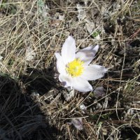 апрель :: Елена Шаламова