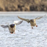 на посадку. :: юрий макаров