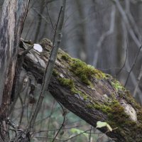 Пень :: Вячеслав Крысанов