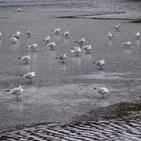 Чайки в городском парке :: Рита Симонова Чайки в городском парке :: Рита Симонова