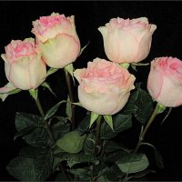 Букет роз в подарок :: Наталья Куликова