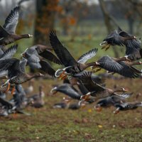 Гуси белолобые на зимовке. :: Игорь Геттингер (Igor Hettinger) Гуси белолобые на зимовке. :: Игорь Геттингер (Igor Hettinger)