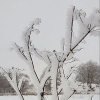 Иней :: Михаил Свиденцов Иней :: Михаил Свиденцов