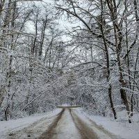 В декабре пред Новогодняя фото сессия на природе. :: Михаил Столяров