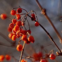 Калина... :: Николай Саржанов