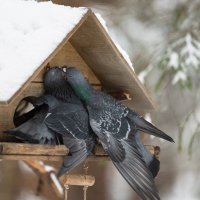 Дай поцелую! :: Виктор Евстратов Дай поцелую! :: Виктор Евстратов