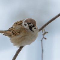 ЧЕМ УГОЩАТЬ БУДЕШЬ, ФОТОГРАФ? :: Володька Завитушкин