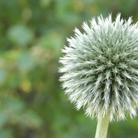 "Одуван" :: Макс Орлов