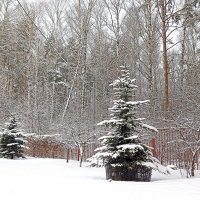 А за городом зима... :: Татьяна Тюменка А за городом зима... :: Татьяна Тюменка