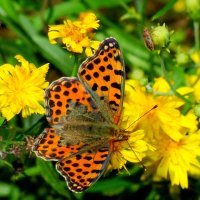 опять про бабочек...254 :: Александр Прокудин опять про бабочек...254 :: Александр Прокудин