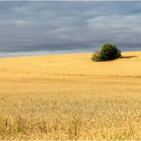 Зрелая нива :: Валентин Котляров