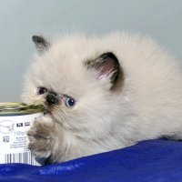 ... :: Светлана Ищенко