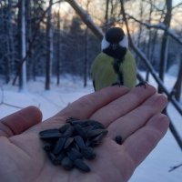 Синица :: Сапсан 