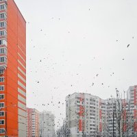 Дрозды и свиристели к нам прилетели :: Валерий Иванович