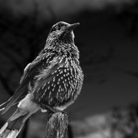 Кедровка :: SanSan 