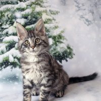 ... :: Светлана Ищенко