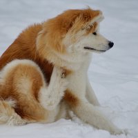 Вот он первый снег... :: Николай Саржанов