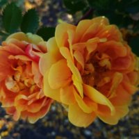 отцветают :: Елена Шаламова