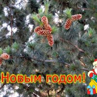 Держите "шишку" и пусть шишки на вас не сыпятся. :: Егор Бабанов