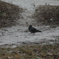 Голубь :: Вячеслав Крысанов