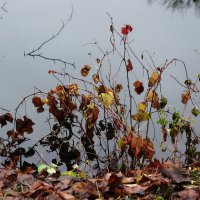 Декабрьские этюды :: Рита Симонова