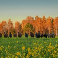 Лошади выстроились в ряд на поле для фотографии. :: Павел Крутенко