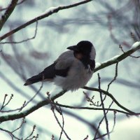 Ворона на дубе... :: Юрий Куликов Ворона на дубе... :: Юрий Куликов