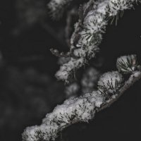 Веточка ели в снегу :: Giant Tao /