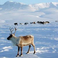 ЯМАЛ. С НОВЫМ ГОДОМ! :: Tata Wolf