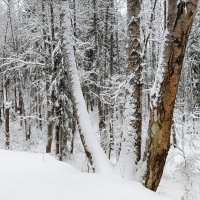 СНЕГ  ДЕРЕВЬЯ :: Владимир 